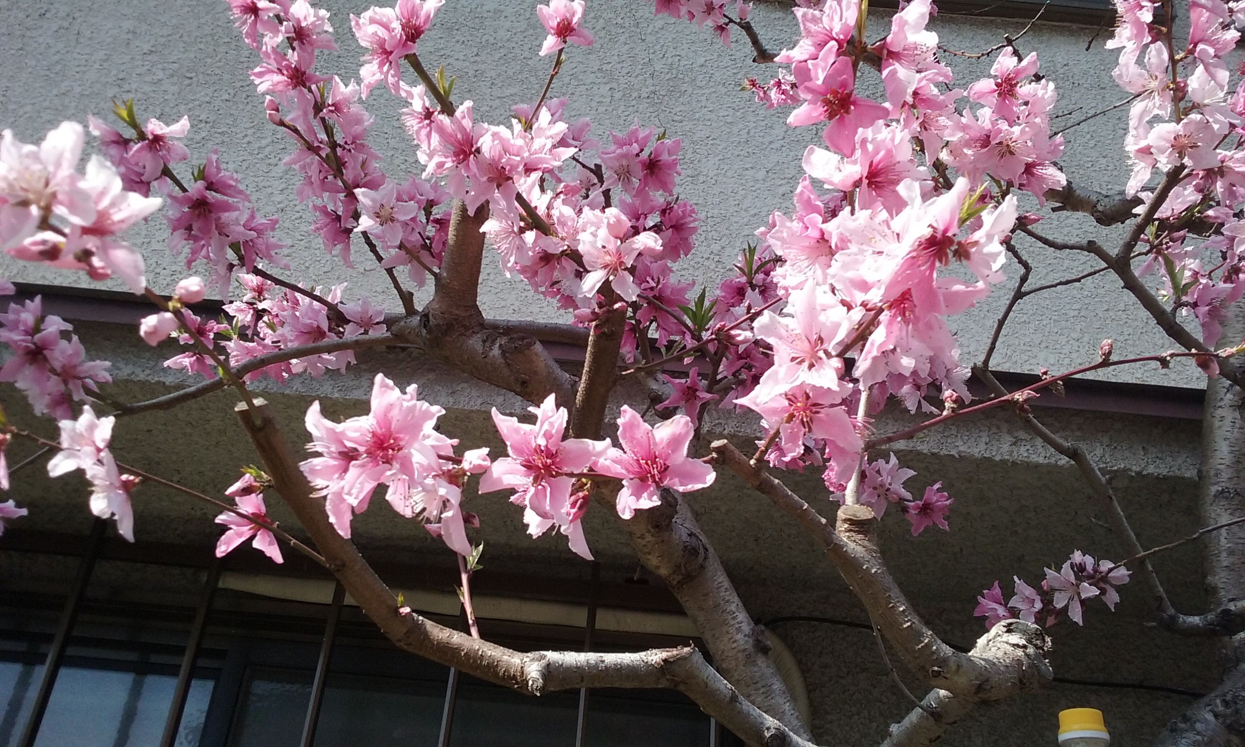 Cherry blossom time: how WWC members bloomed in response to a homework theme