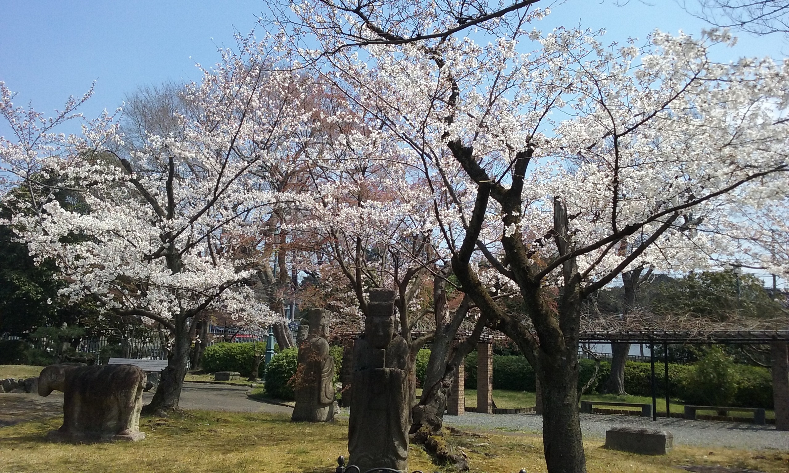 cherry blossom carla