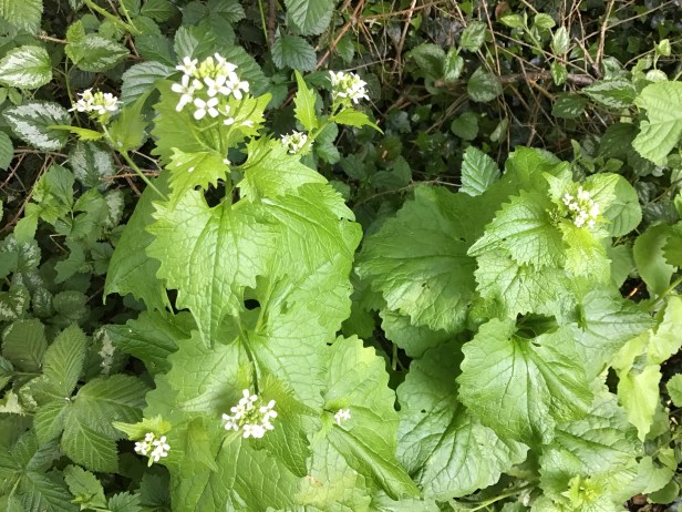 Liz Ldennie haiku wild garlic