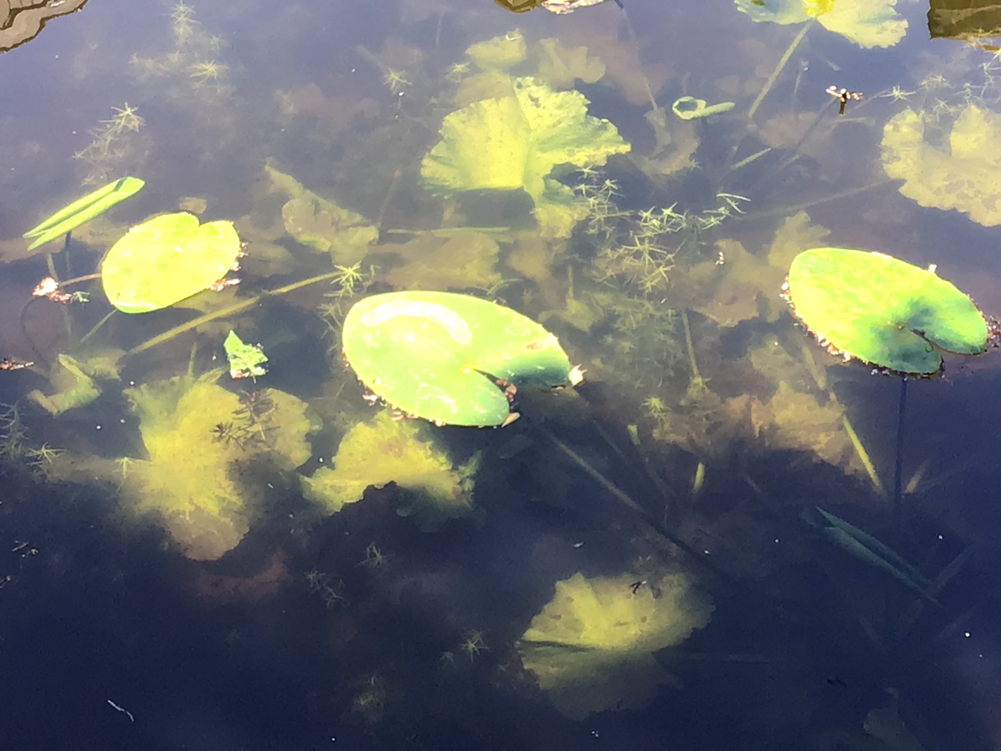 Liz Lennie water lilies
